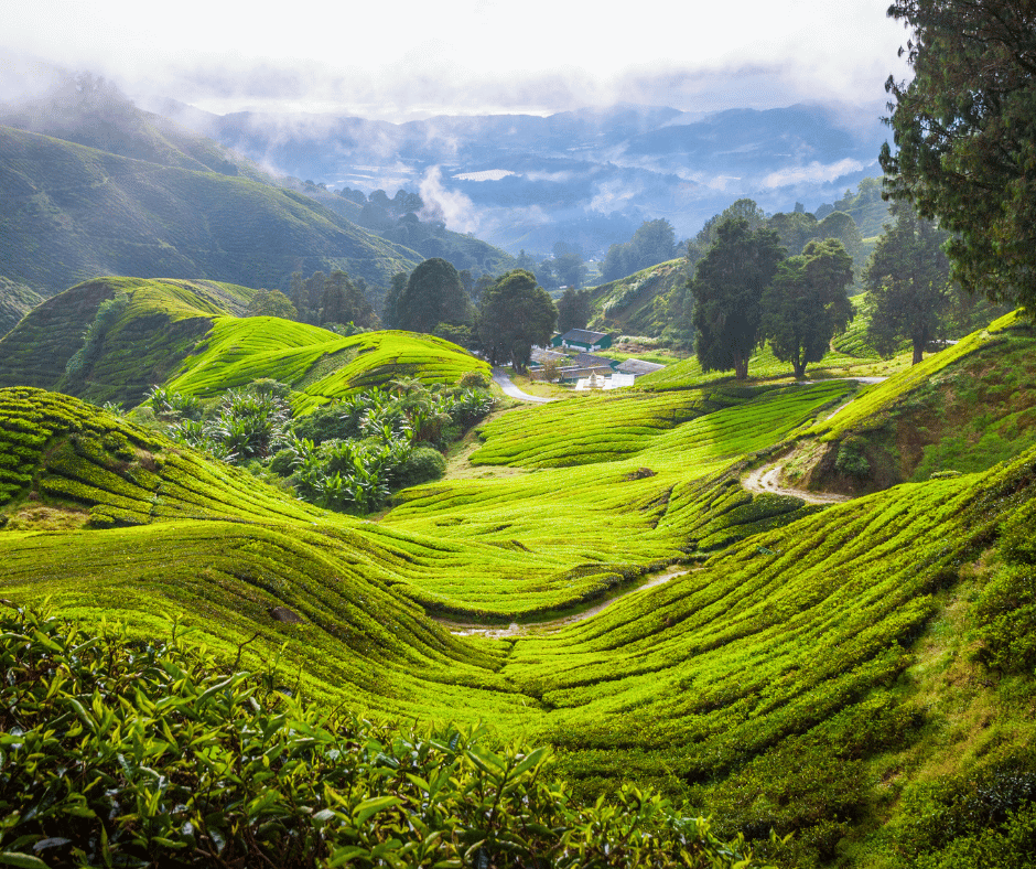 Cameron Highlands
